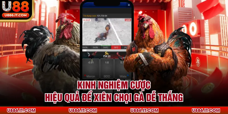 Kinh nghiệm cược hiệu quả để xiên chọi gà dễ thắng