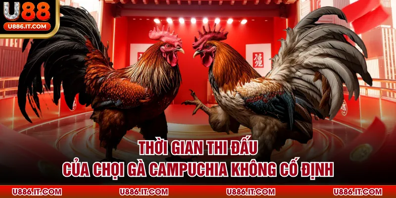 Thời gian thi đấu của chọi gà Campuchia không cố định